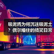 吸泥鸥为何沉迷吸泥土？偶尔噎住的搞笑日常