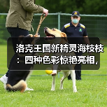 洛克王国新精灵海枝枝：四种色彩惊艳亮相，
