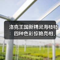 洛克王国新精灵海枝枝:四种色彩惊艳亮相,你最爱哪一款?(图4) 洛克王国新精灵海枝枝:四种色彩惊艳亮相,你最爱哪一款?(图4)