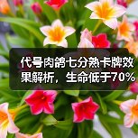 代号肉鸽七分熟卡牌效果解析,生命低于70%如何触发恢复?(图1) 代号肉鸽七分熟卡牌效果解析,生命低于70%如何触发恢复?(图1)