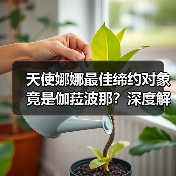 天使娜娜最佳缔约对象竟是伽菈波那？深度解析（图2）
