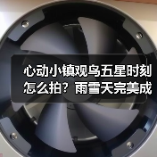 心动小镇观鸟五星时刻怎么拍?雨雪天完美成像技巧全解析(图4) 心动小镇观鸟五星时刻怎么拍?雨雪天完美成像技巧全解析(图4)