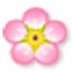 梅花英汉双语词典 1.0.1.0